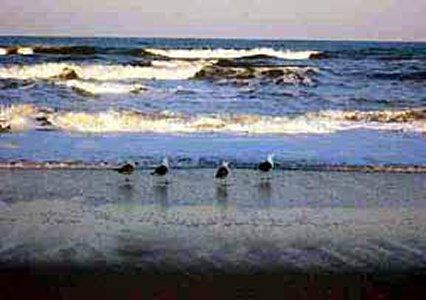 Comfort South Oceanfront Nags Head